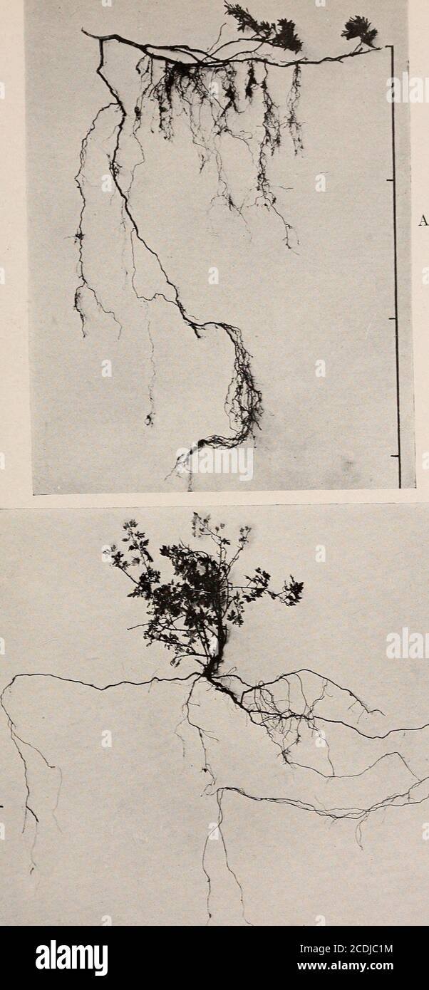 . The ecological relations of roots . B A. Picea engelmanni consociation, showing the forest floor. B. Quadrat in the same spruce forest, showing Haplopappus parryi, Fragaria virginiana, Thalictrum fendleri, etc. WEAVER PLATE 28. A, ArctostapJiyJos uva-ursi. showing a poniou oi the root system. B. Ribts Jacustrt. seven years old. WEAVER PLATE 29 Stock Photo