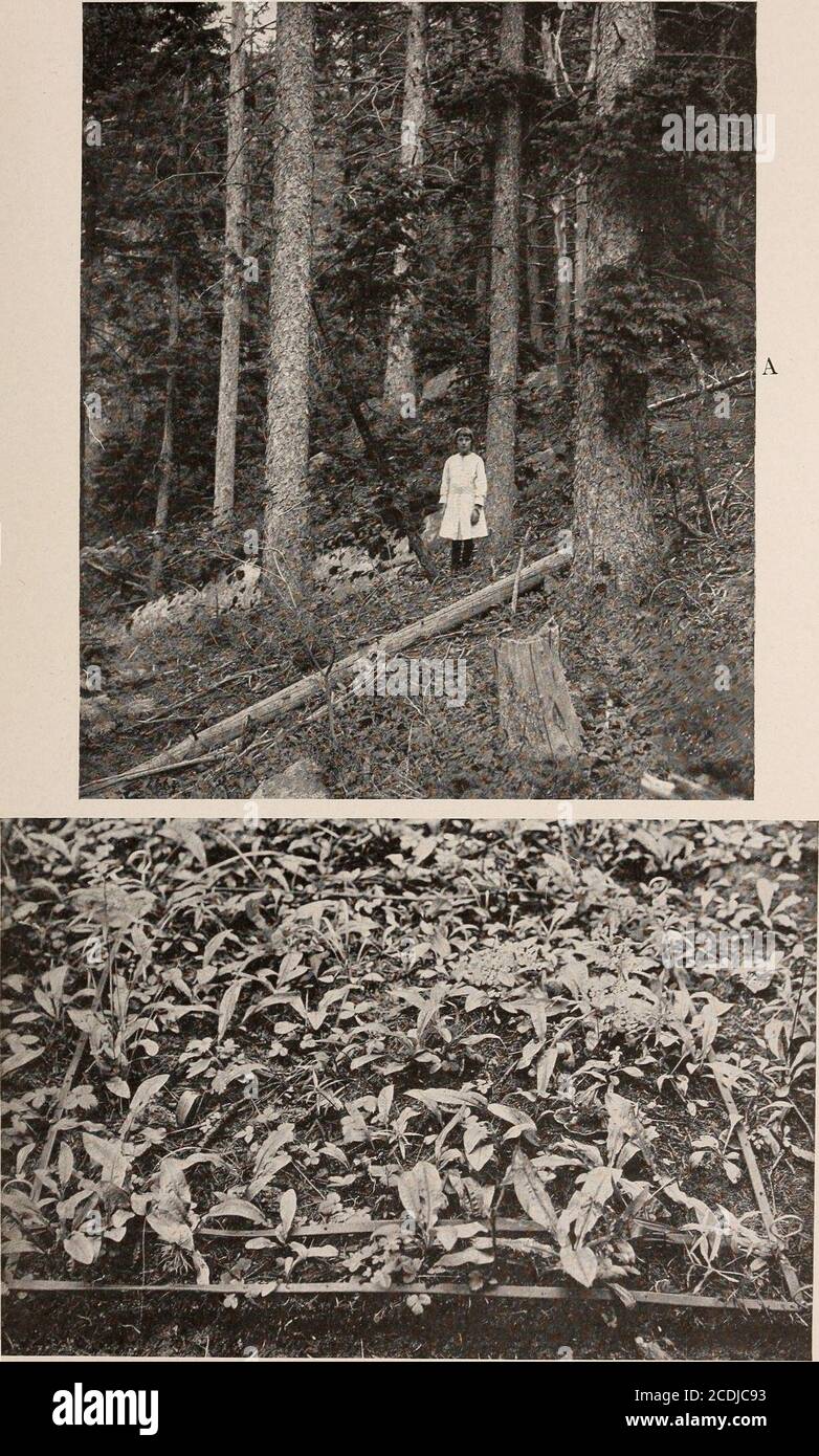 . The ecological relations of roots . WEAVER PLATE 27. B A. Picea engelmanni consociation, showing the forest floor. B. Quadrat in the same spruce forest, showing Haplopappus parryi, Fragaria virginiana, Thalictrum fendleri, etc. WEAVER PLATE 28 Stock Photo