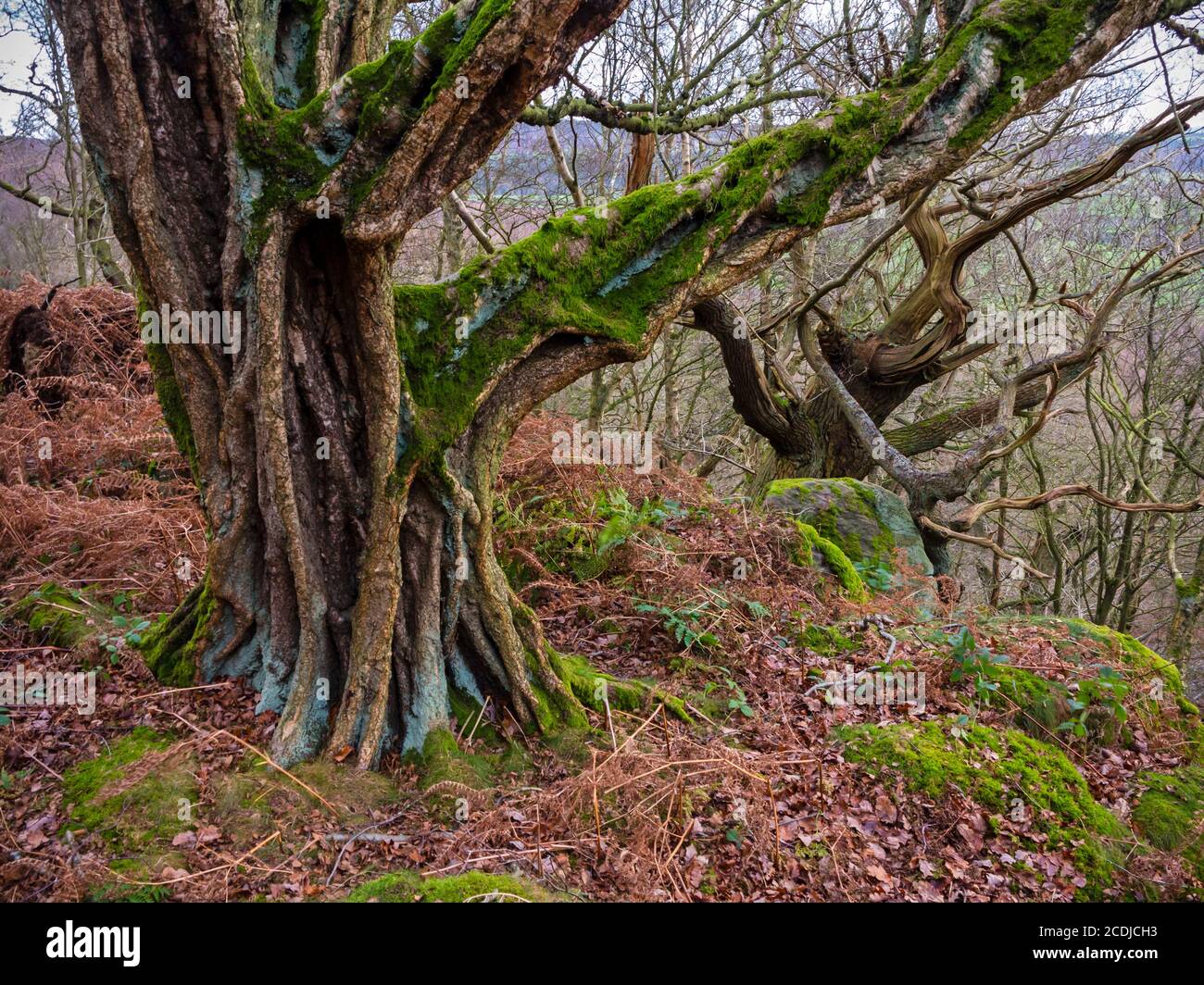 Old twisted trees in woodland with moss covered rocks and branches. Stock Photo