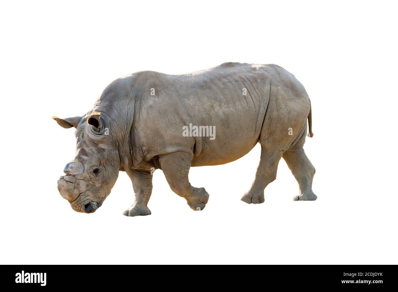 isolated on white with clipping path Stock Photo