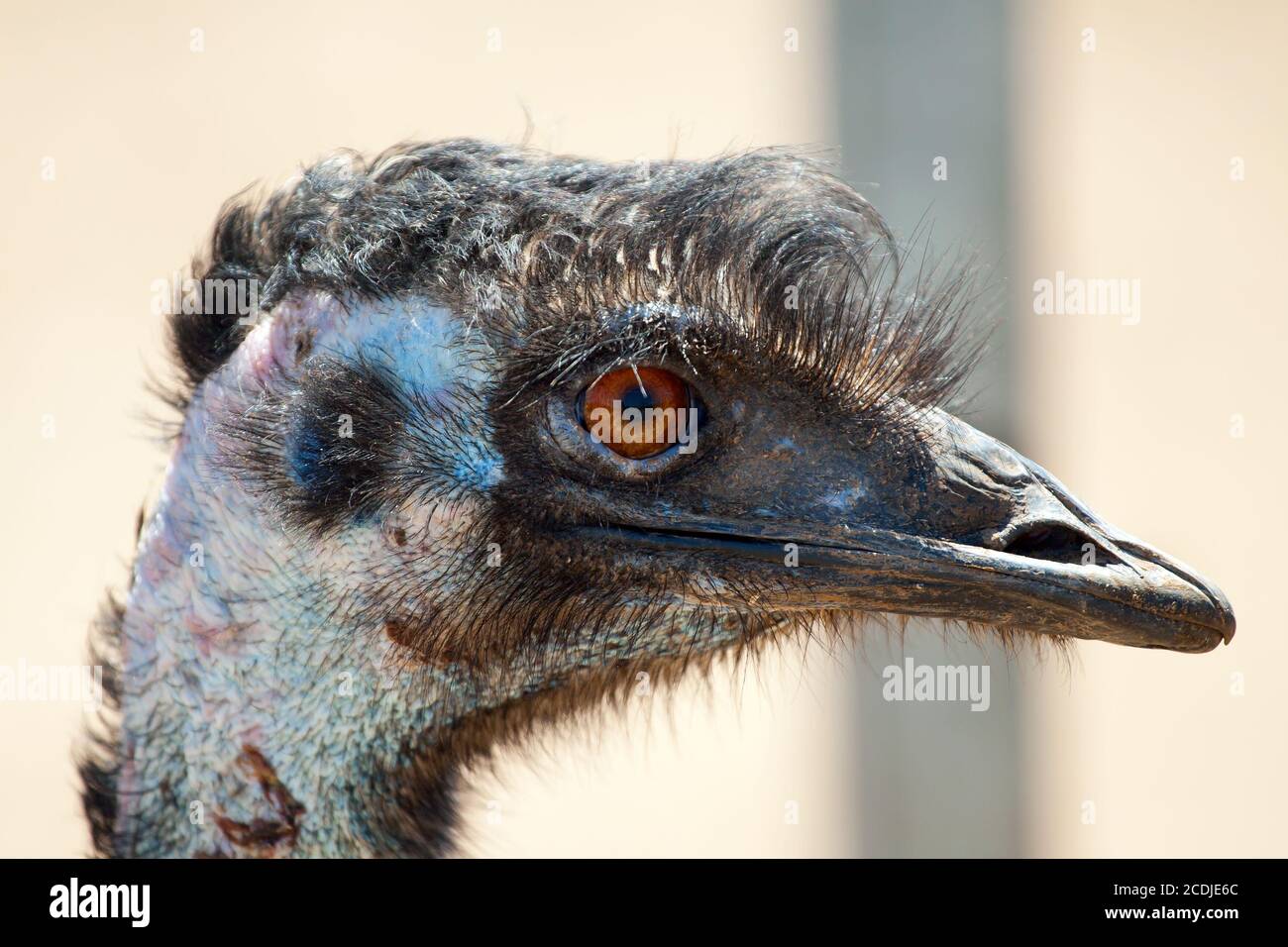 Ostrich emu Stock Photo