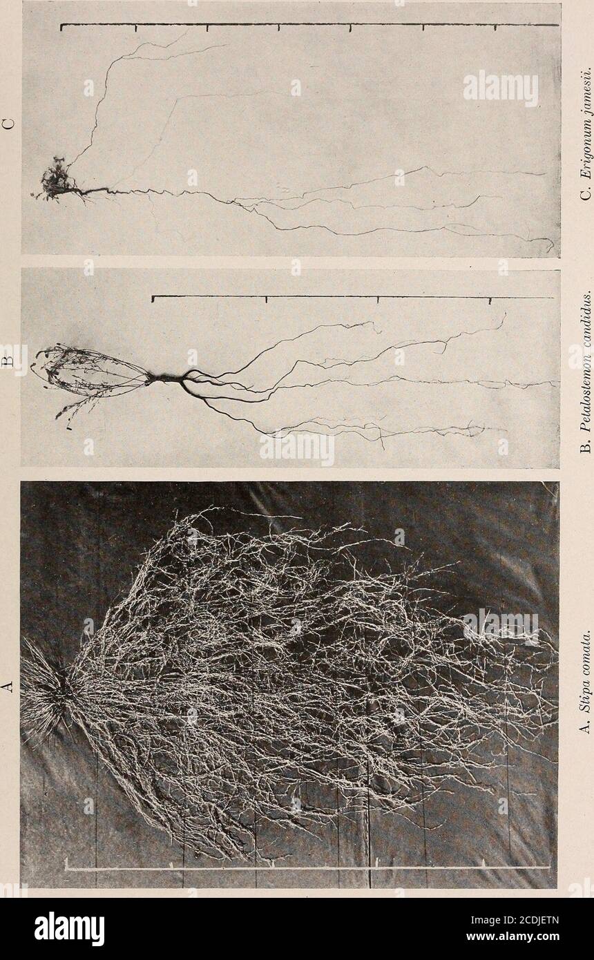 . The ecological relations of roots . A. The plains association near Colorado Springs, showing Aristida purpureabunches in Bouteloua gracilis tuif. B. Psoralea tenuiflora in two sections. C. Yucca glauca. WEAVER PLATE 19. WEAVER PLATE 20 Stock Photo