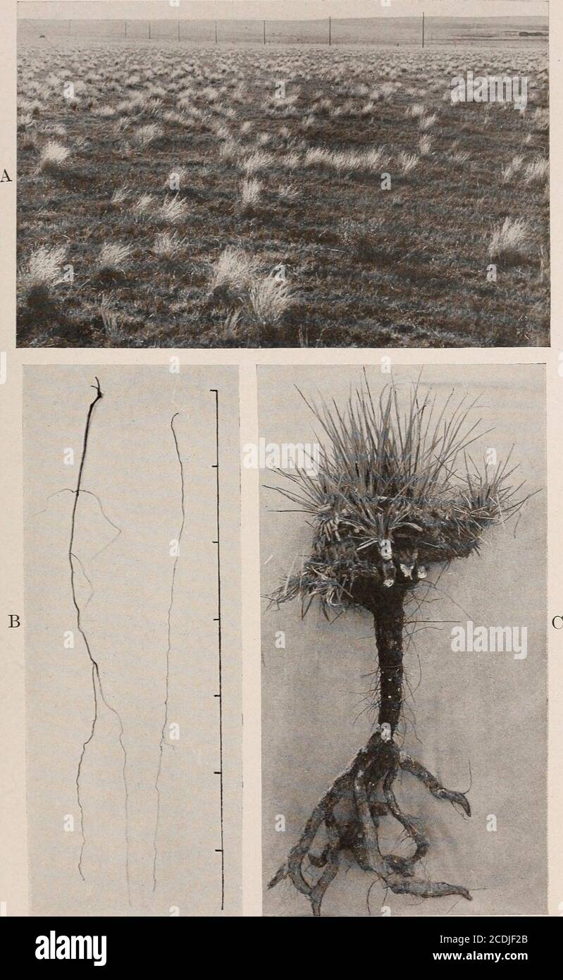 . The ecological relations of roots . A. Yucca glauca, showing the multicipital stems and rhizome habit. B. Praiiie of southeastern Washington. C. Meter quadrat in prairie, showing Balsamorhiza, Festuca, Lithospermum^,£Lnd Hieracium. WEAVER PLATE 18. A. The plains association near Colorado Springs, showing Aristida purpureabunches in Bouteloua gracilis tuif. B. Psoralea tenuiflora in two sections. C. Yucca glauca. WEAVER PLATE 19 Stock Photo