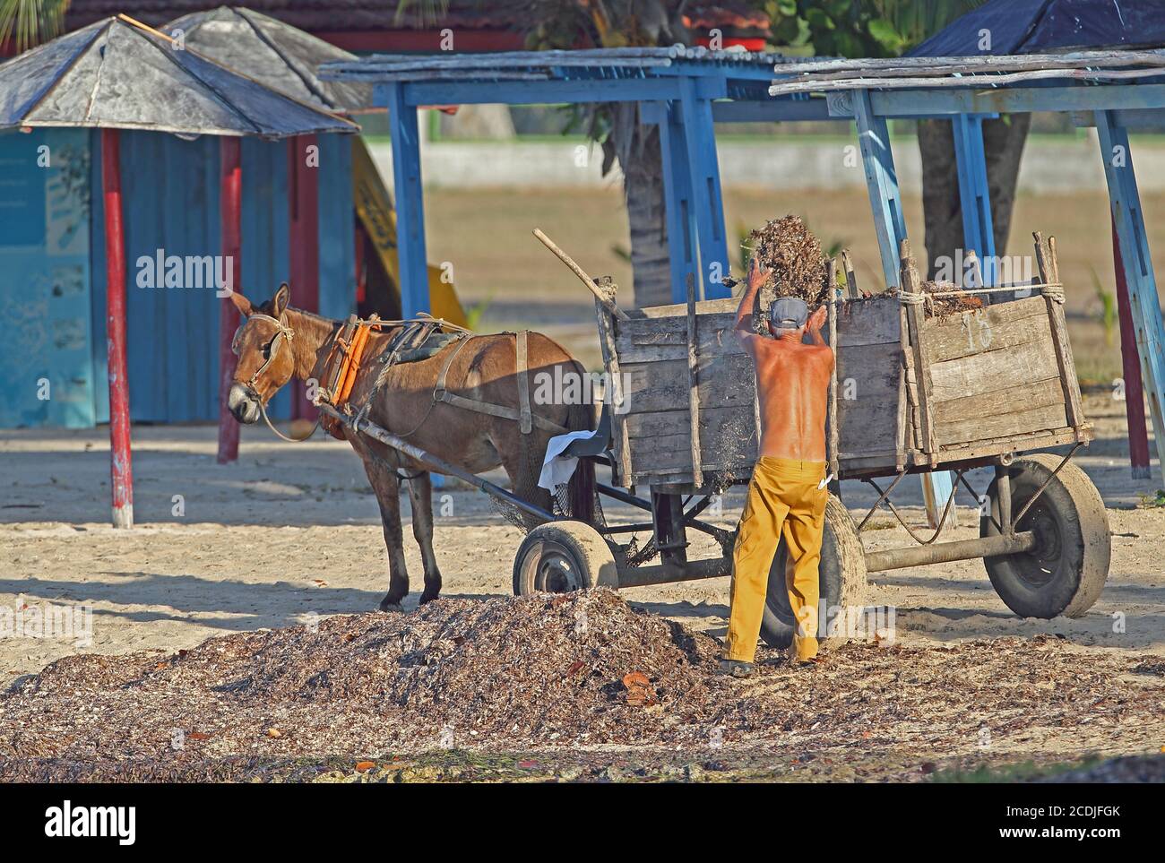 man with horse and cart collecting seaweed from beach for fertilizer  Zapata peninsula, Cuba       March Stock Photo