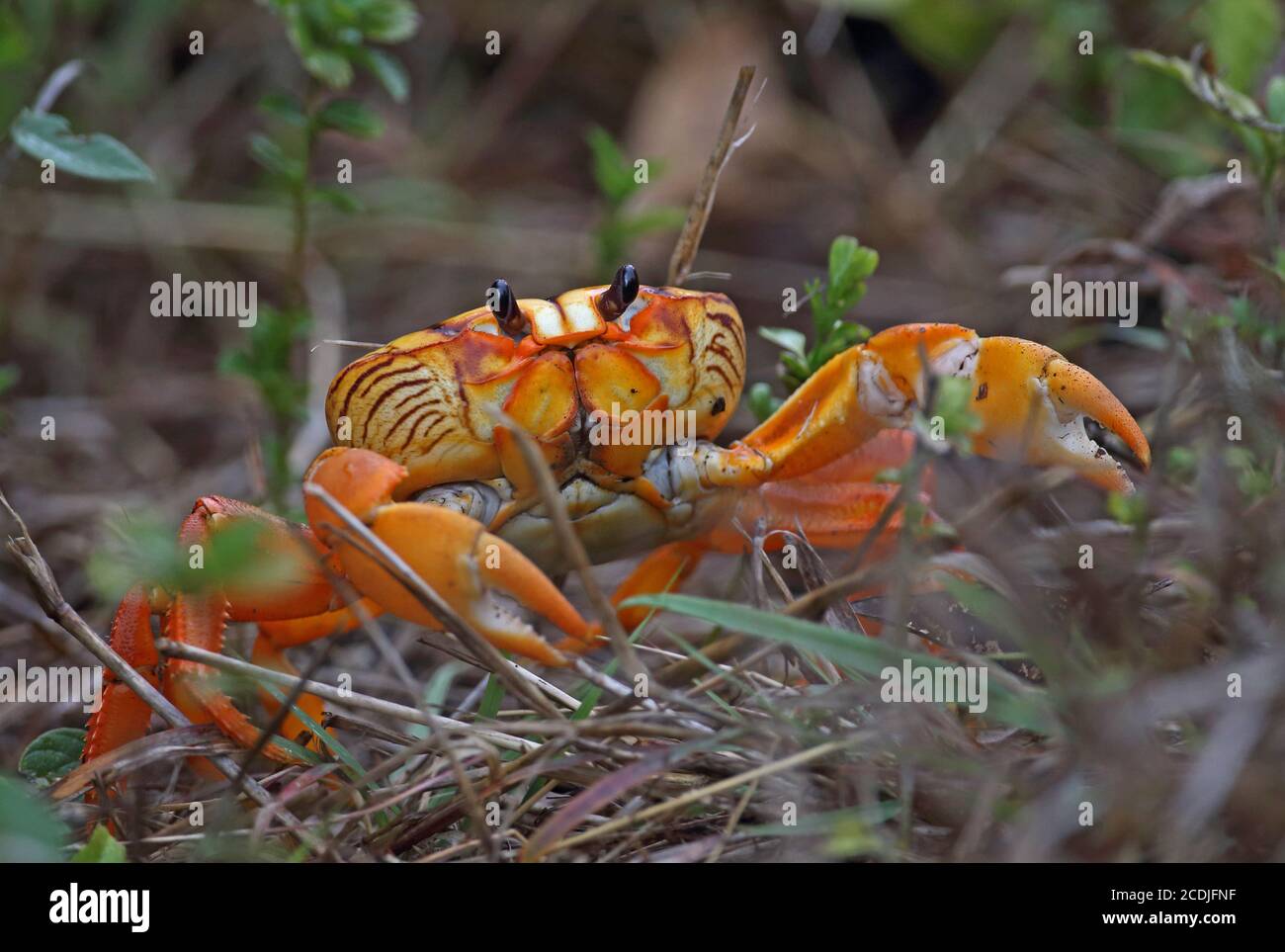 Cuban Land Crab (Gecarcinus ruricola) orange phase adult on spring migration   Zapata peninsula             March Stock Photo