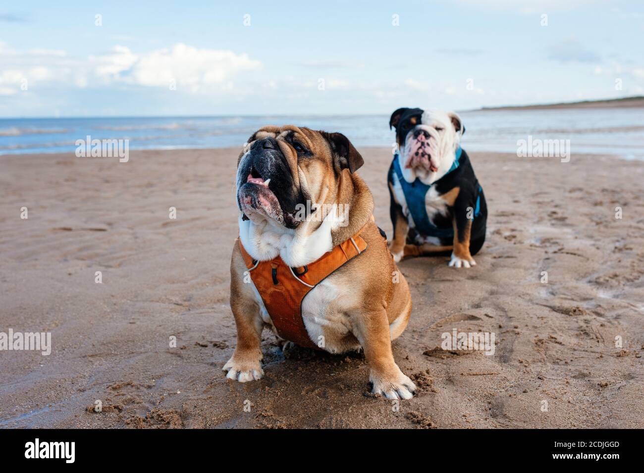 Two english bulldogs sitting on the seaside in Summer Stock Photo