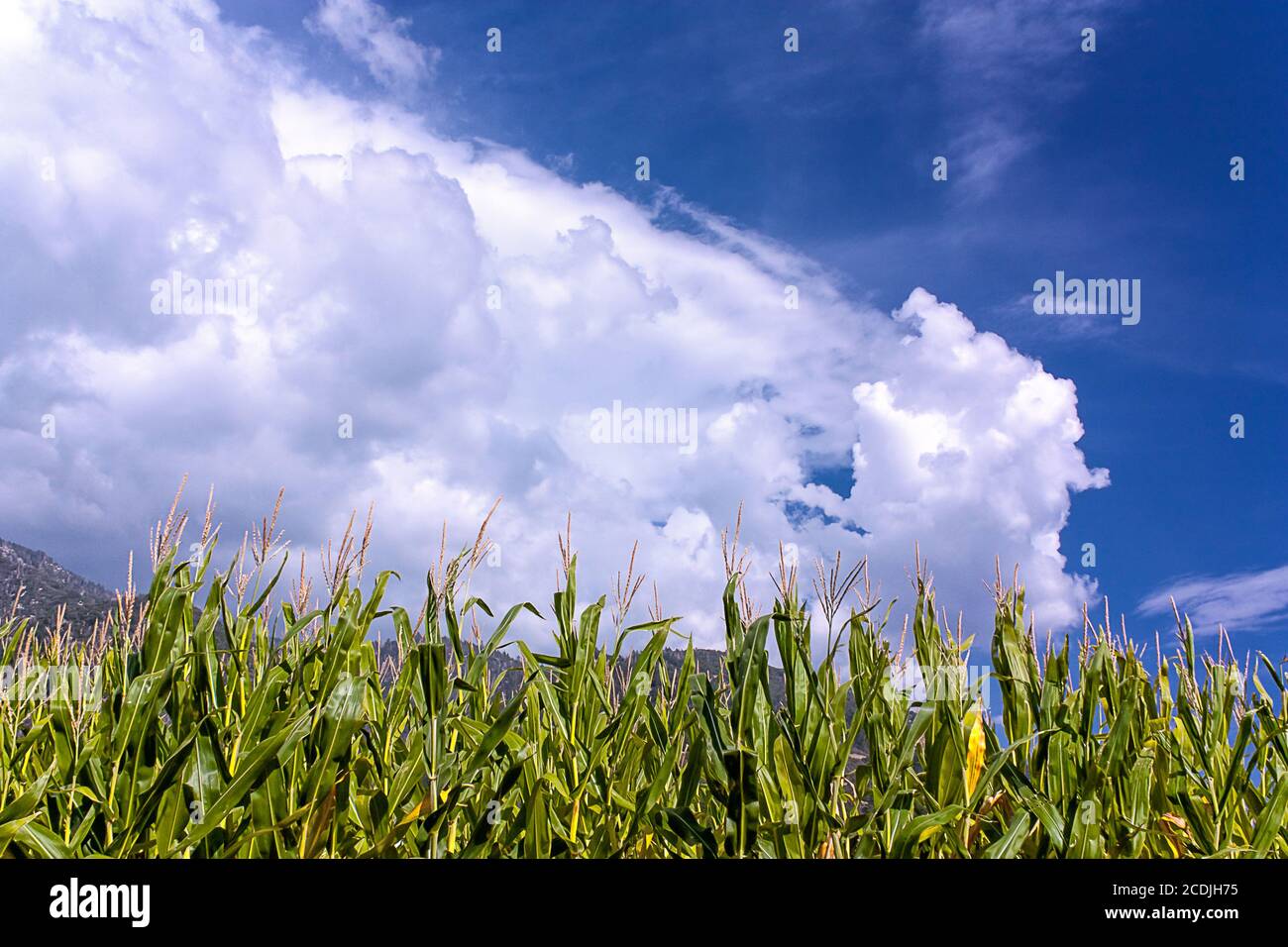 Corn Ready to Harvest Stock Photo