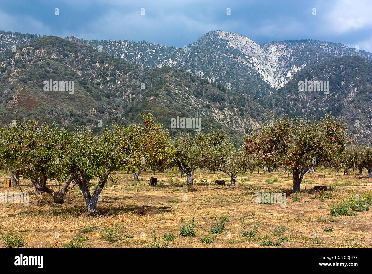 Apple Orchards of Southern California Stock Photo