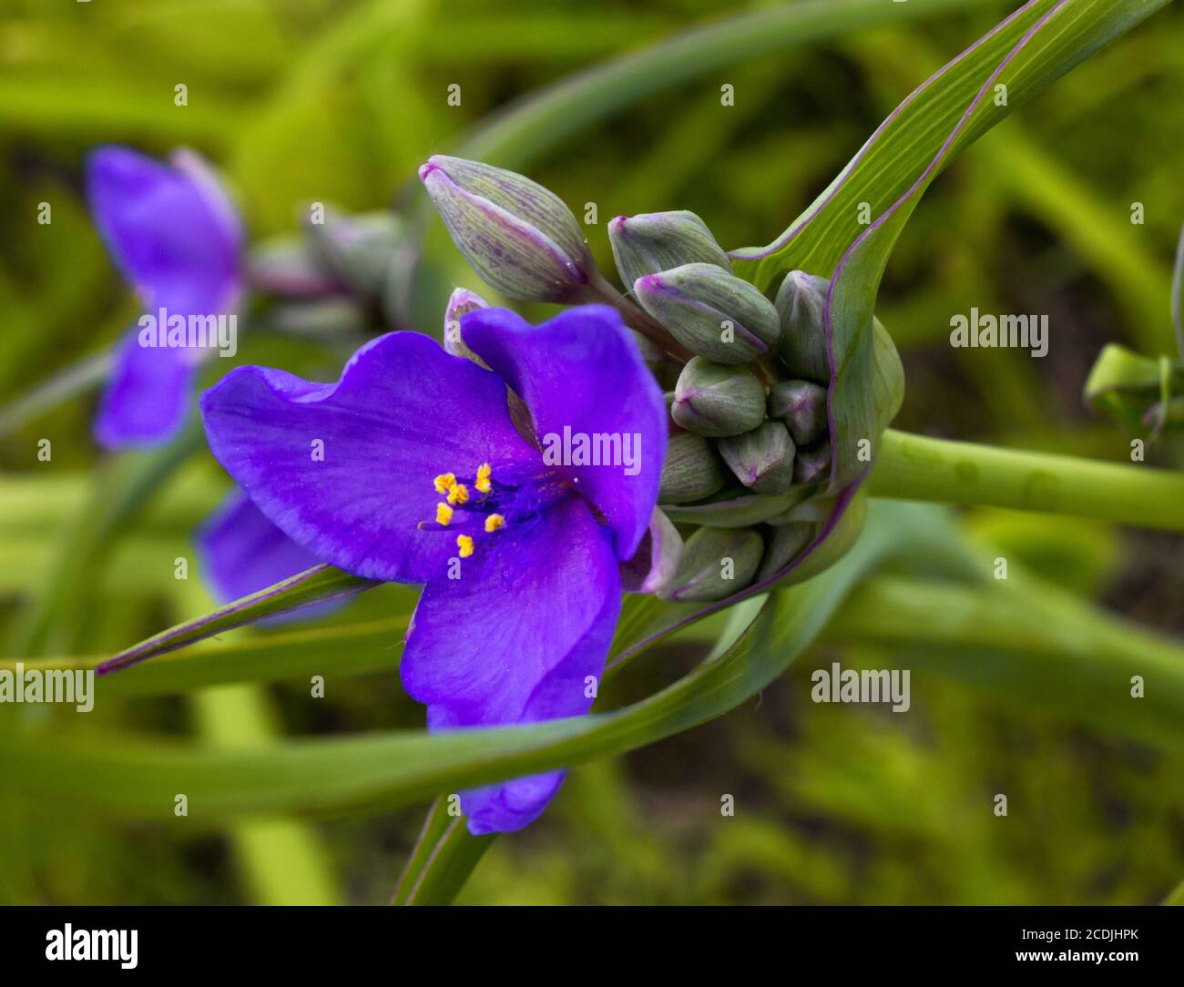 Blooming Purple Spiderwort Stock Photo