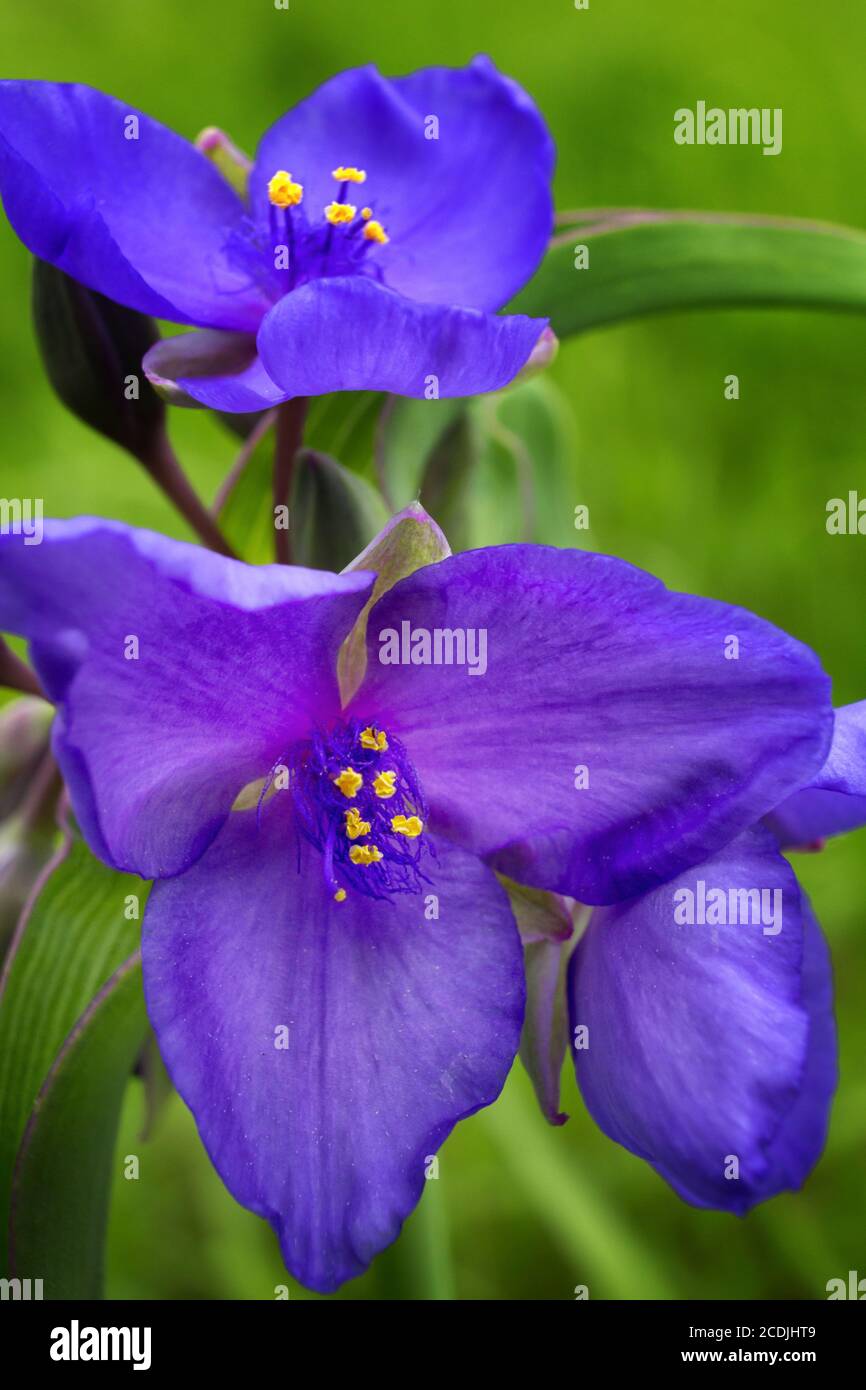 Blooming Purple Spiderwort Stock Photo