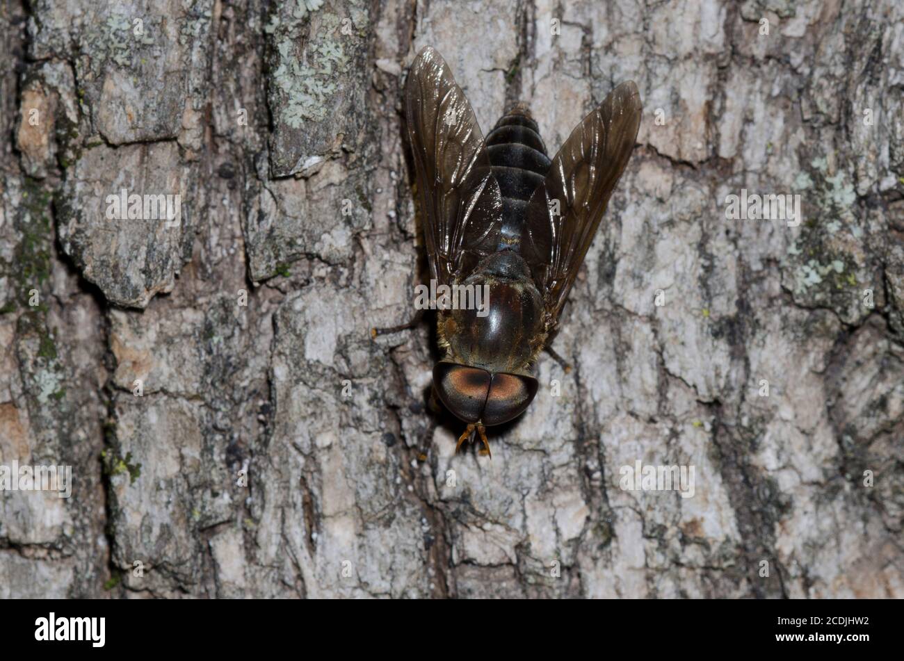 Horse Fly, Tabanus sp., male Stock Photo