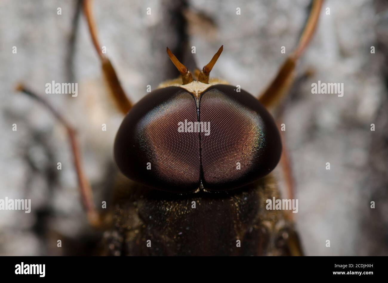 Horse Fly, Tabanus sp., male Stock Photo