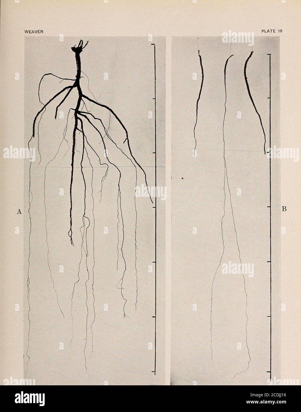 . The ecological relations of roots . A. Psoralea tenuiflora, the tap-root decayed. B. Psoralea argophylla, showing entue root in center. WEAVER PLATE 1 Stock Photo