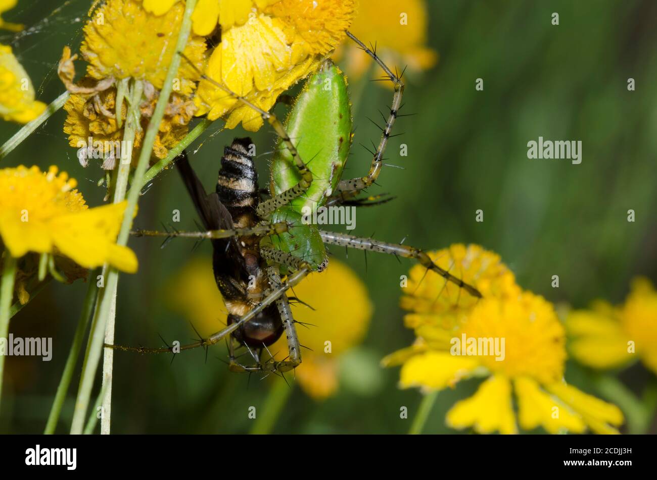 Green Lynx Spider, Peucetia viridans, feeding on captured Bee Fly, Family Bombyliidae, on Sneezeweed, Helenium amarum Stock Photo