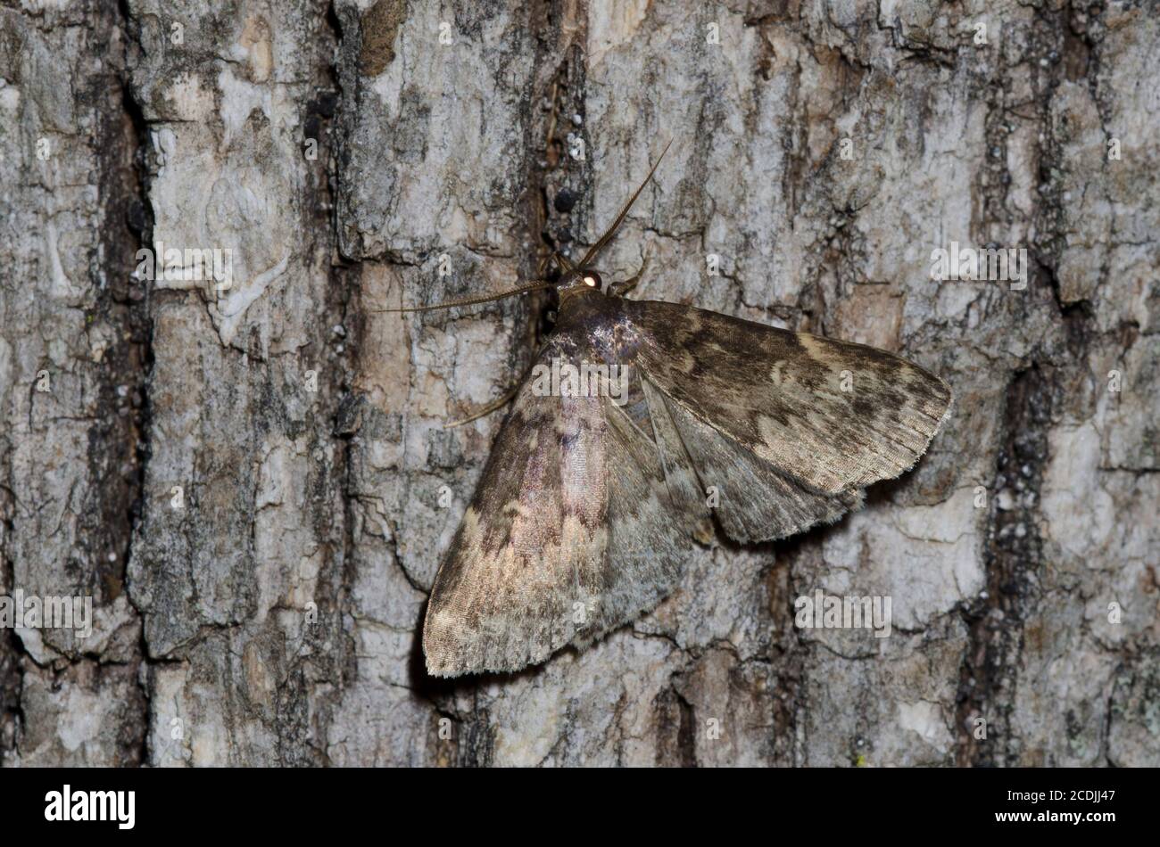 Litter Moth, Idia sp., worn individual Stock Photo Alamy