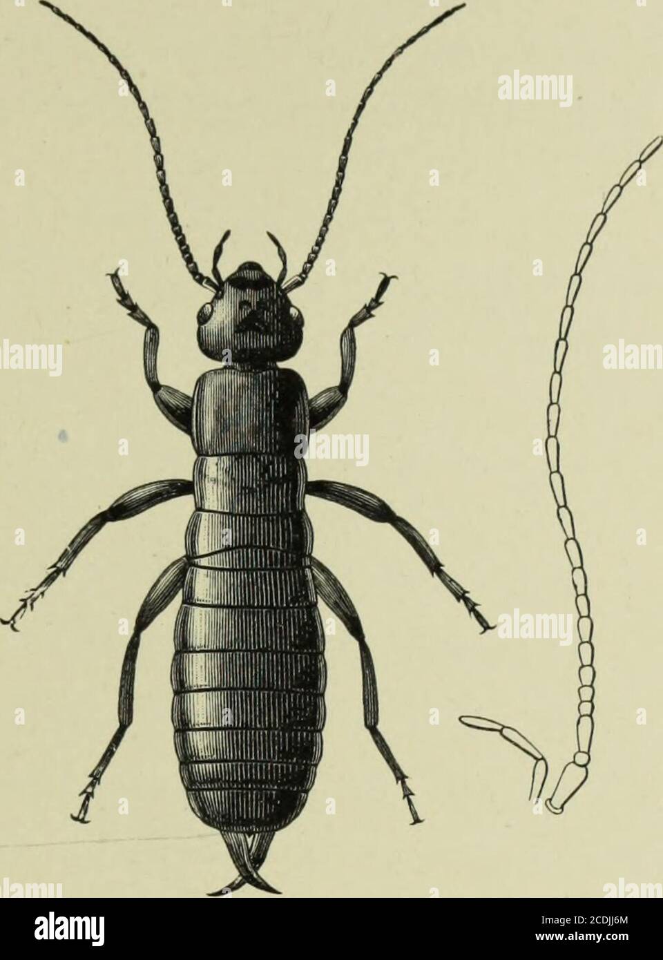 Speciesone hi-res stock photography and images - Alamy