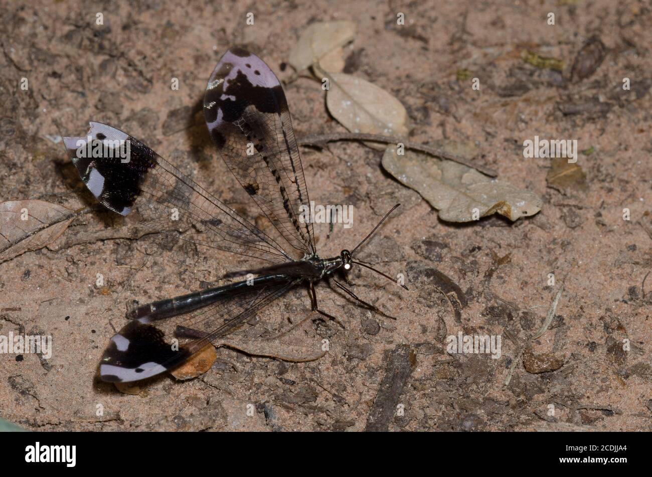 Antlion, Glenurus gratus Stock Photo