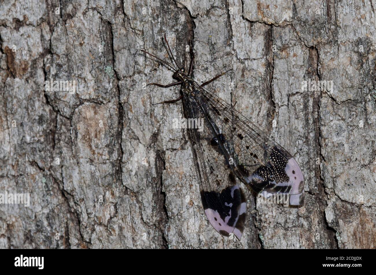 Antlion, Glenurus gratus Stock Photo