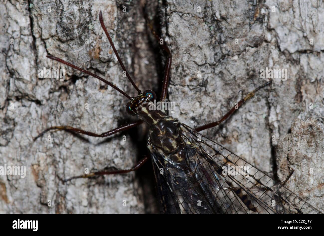 Antlion, Glenurus gratus Stock Photo