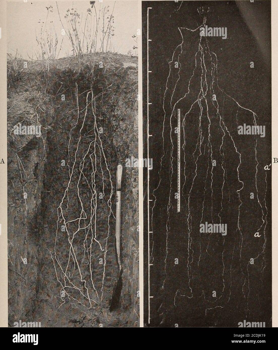. The ecological relations of roots . A. Sporoholus longifolius. B ...