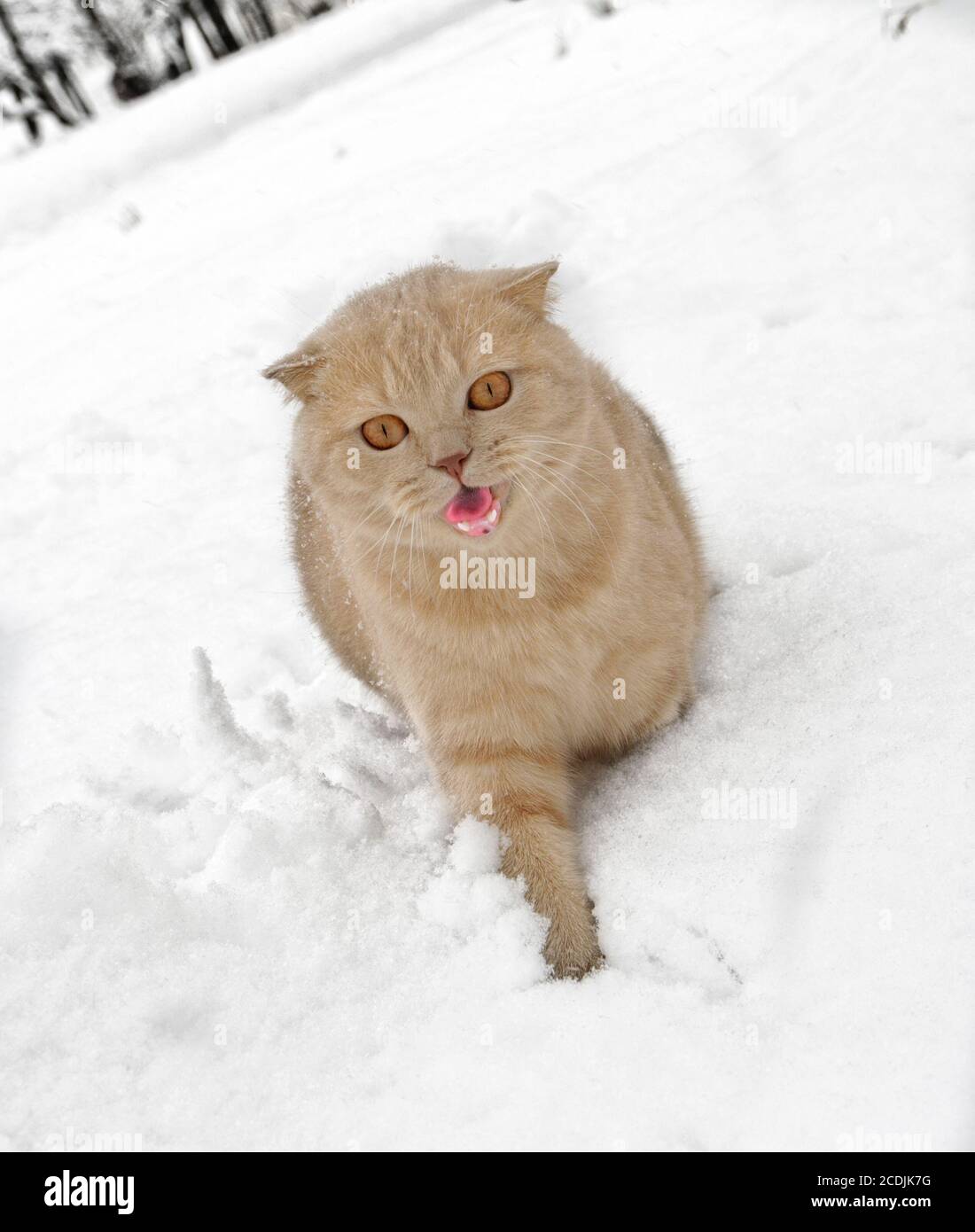 Scottish fold cat with open mouth walking on snow Stock Photo
