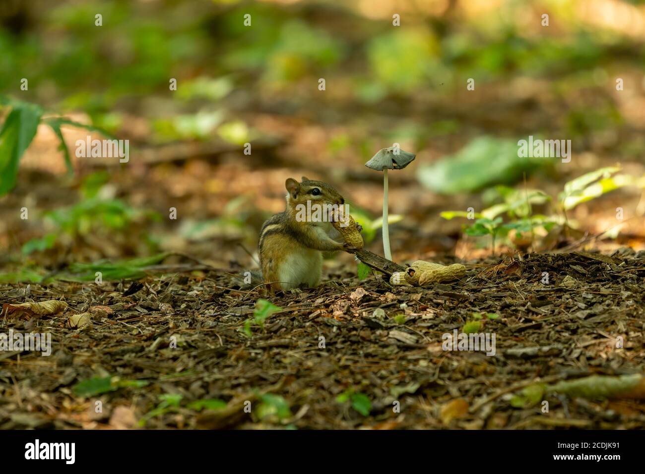 Eastern chipmunk eats nuts in the park Stock Photo
