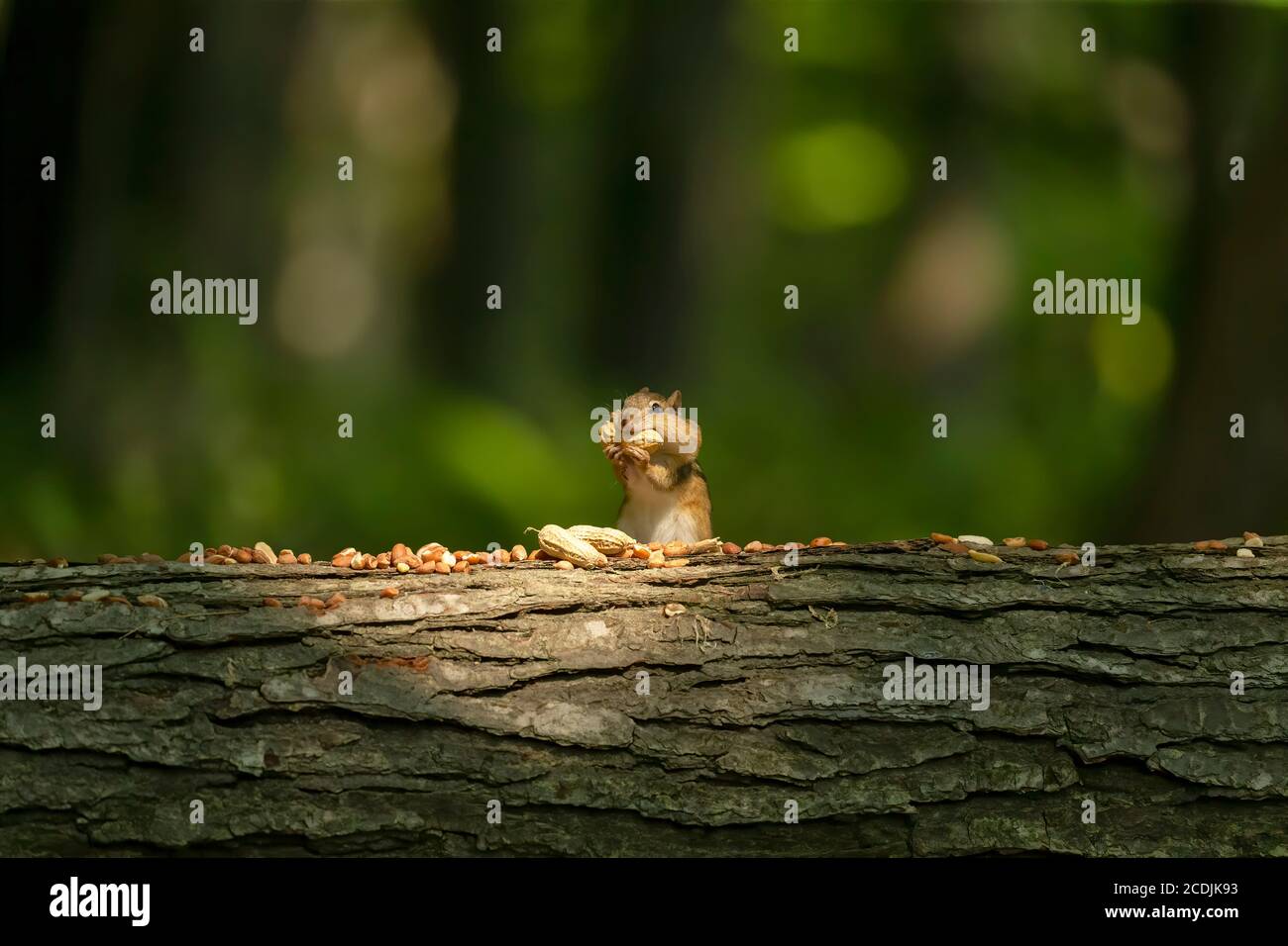Eastern chipmunk eats nuts in the park Stock Photo