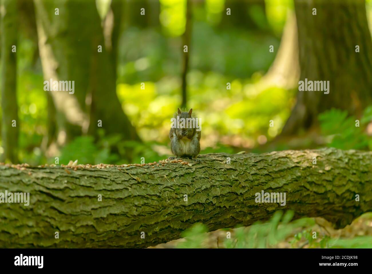 Eastern squirel eats nuts in the park Stock Photo