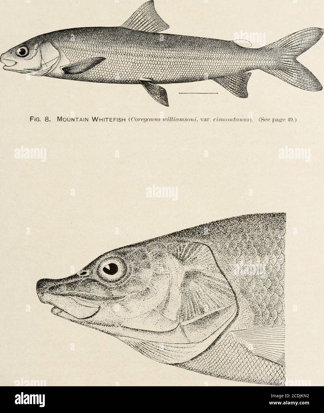 . Report of explorations in Colorado and Utah during the summer of 1889 : with an account of the fishes found in each of the river basins examined . in thePark : 1. Catostomus griseus Girard. {Acomua lactarius Girard ; Catostomus retropinnis Jordan.) (PlateVII, Fig. 1.) This sucker is abundant in the Yellowstone and Gardiner Rivers below the falls,and numerous young specimens were taken by us in Gardiner River near the bridgebelow the mouth of the Hot River. No large examples were seen, but the species issaid to reach a length of 18 inches. These specimens apparently belong to the form describ Stock Photo