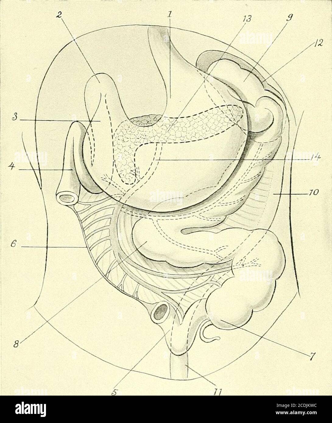 Surgery l r hi-res stock photography and images - Page 7 - Alamy