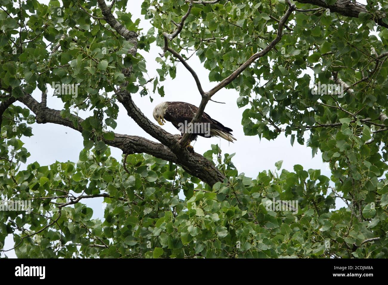 Two beautiful bald eagles, one adult and one juvenile, reside near the Arkansas river in Oklahoma Stock Photo