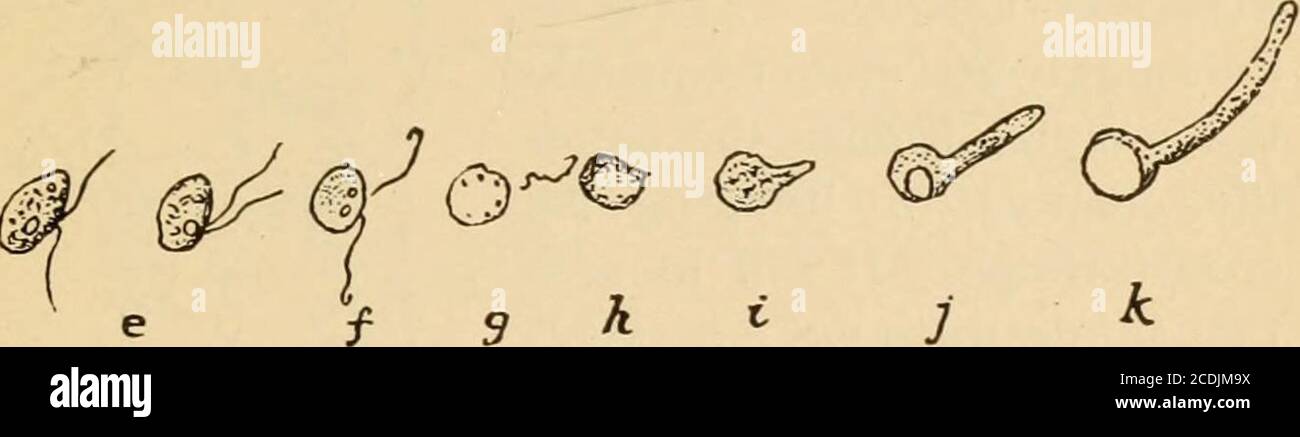 The potato; a practical treatise on the potato, its characteristics,  planting, cultivation, harvesting, storing, marketing, insects, and  diseases and their remedies . FIG. 35—THE MATURAION OK A SPORE SAC  (CONIDIA) AND