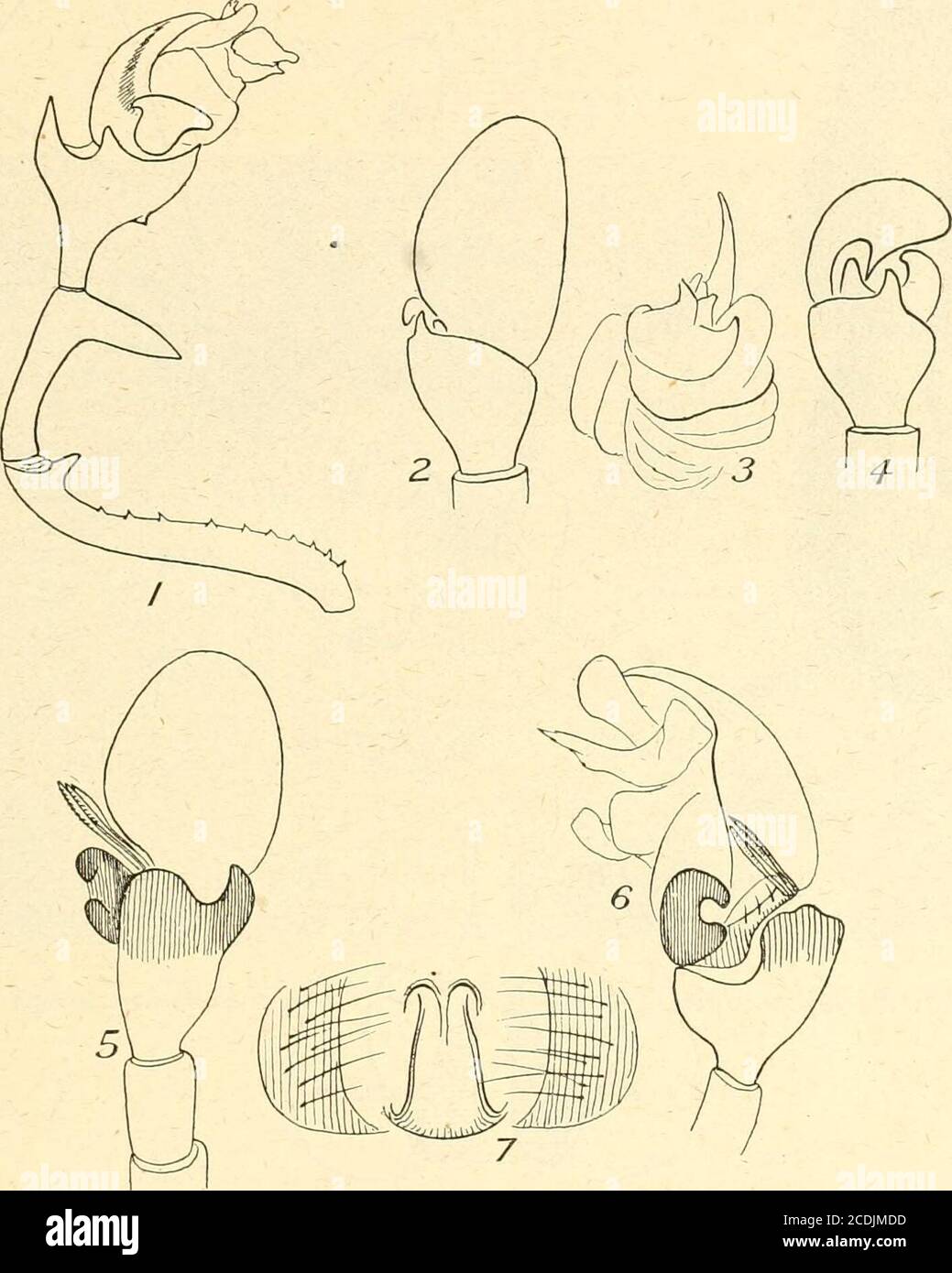 . Insects . ends in a blunt tooth on the inner side. The tube isshort and twisted and turned away from the bulb, and under it is a smallsharp point. The epigynum has a simple oval opening. Localities: A male and female, in grass, Bernard harbour, NorthwestTerritories, August 25, 1915, and one immature female. Bluffs at lake at Kon-ganevik, Camden bay, Alaska, June 27, 1914, young male and female. Foundalso in the Rocky mountains at Laggan, Alta., and on mount Lincoln, Colorado,at 11,000 feet. Canadian Spiders, Conn. Acad. 1894. Explanation of Plate I. Fig. 1. Erignne arctica, palpu.s. 2. Tijph Stock Photo