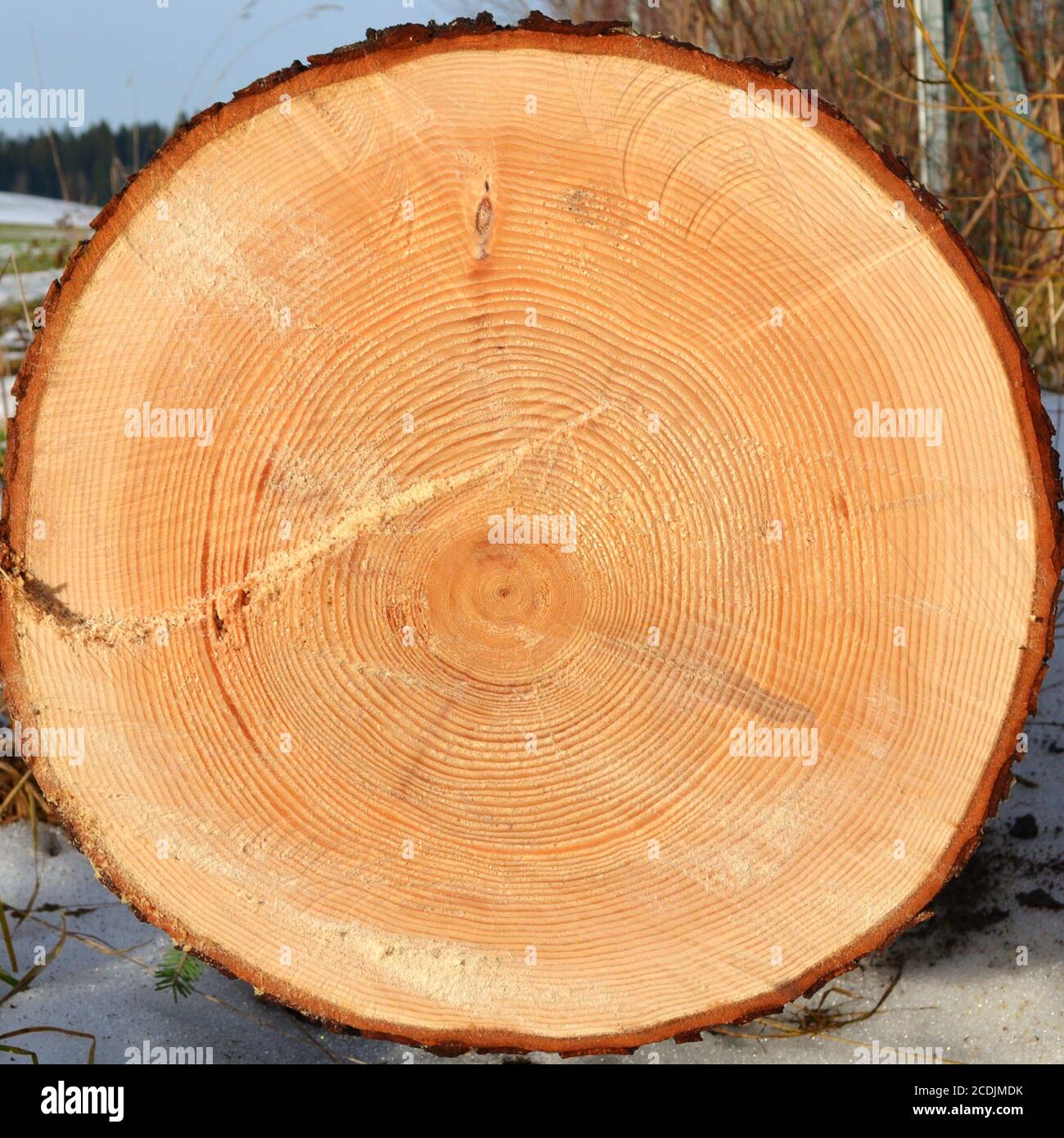 annual rings (tree Stock Photo Alamy