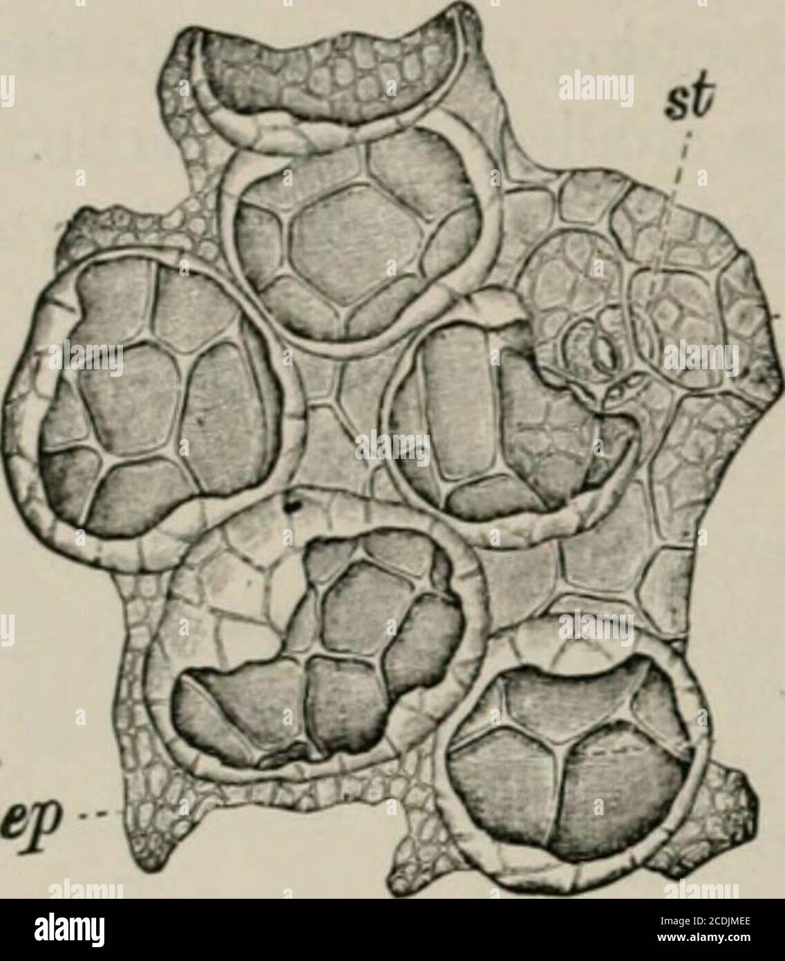 . The microscopy of vegetable foods, with special reference to the detection of adulteration and the diagnosis of mixtures . nd are either empty or contain formless brown masses or else crjstal clusters of cal-cium oxalate. The stone cells are irregularin shape and have colorless walls more orless strongly thickened, in which branchingpores and concentric markings are conspicu-ous. They are distributed through the par-enchymatous ground tissue, being especiallynumerous in the inner layers, where theyform a nearly continuous coat one or morecells thick. 4. Compressed Cells in several layers lin Stock Photo