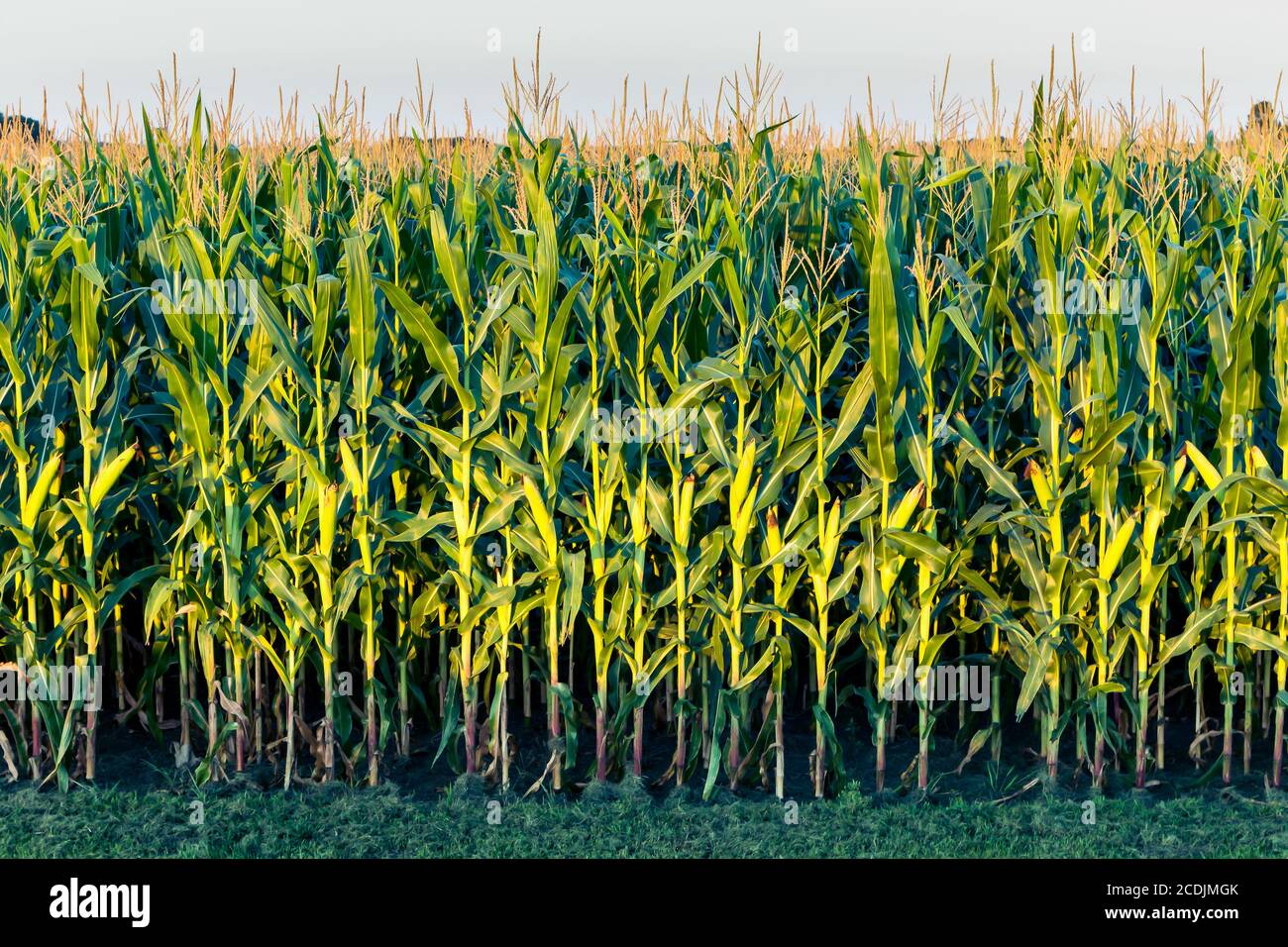 Tall corn hires stock photography and images Alamy