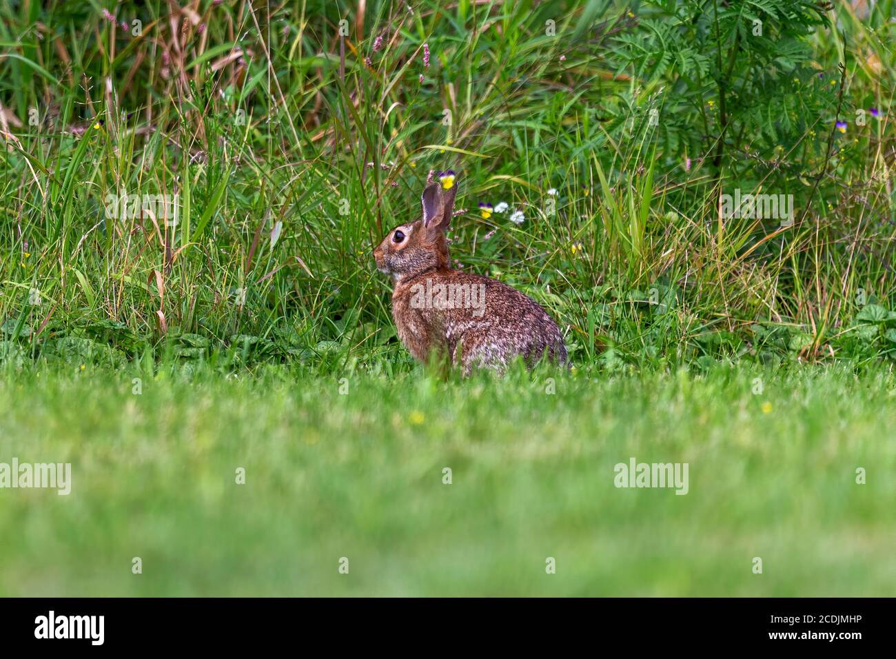 Wild rabbit on the meadow Stock Photo