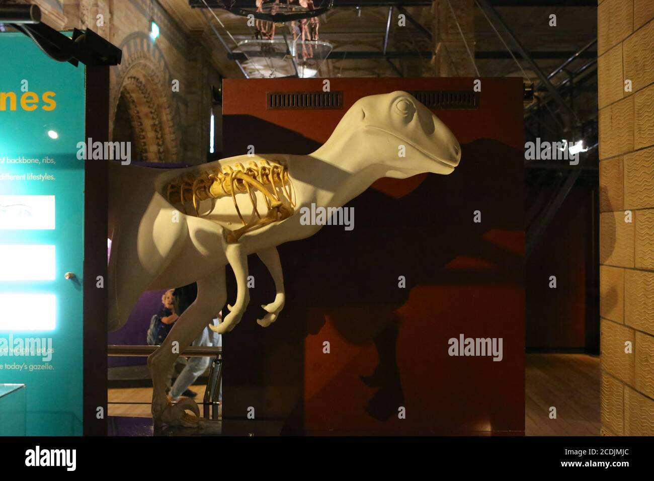 The Natural History Museum Was Be The First To Reopen On 5 August Followed By The