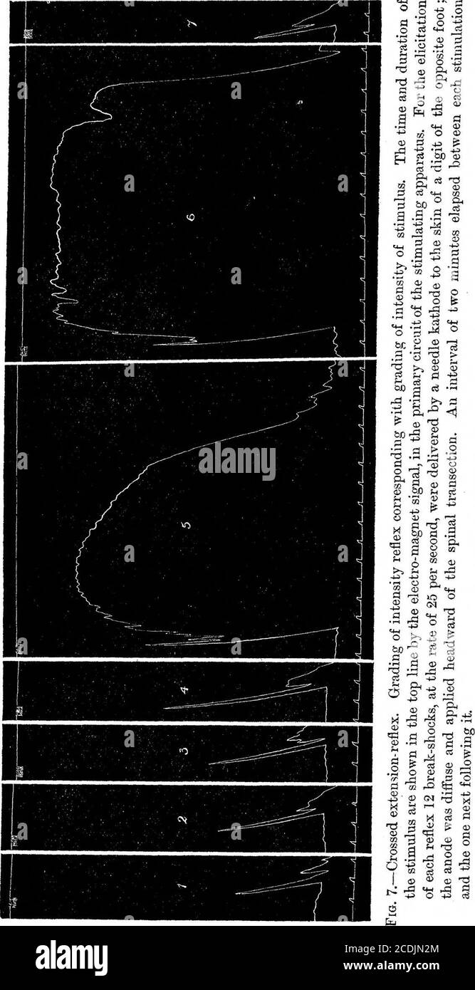 . On Innervation of Antagonistic Muscles. Ninth Note.Successive