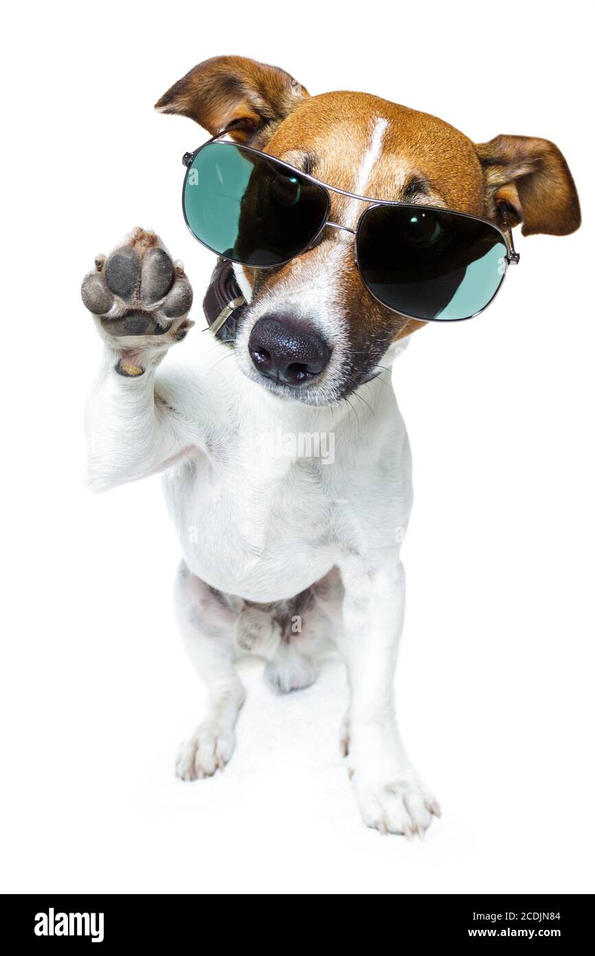 dog with funny shades Stock Photo Alamy