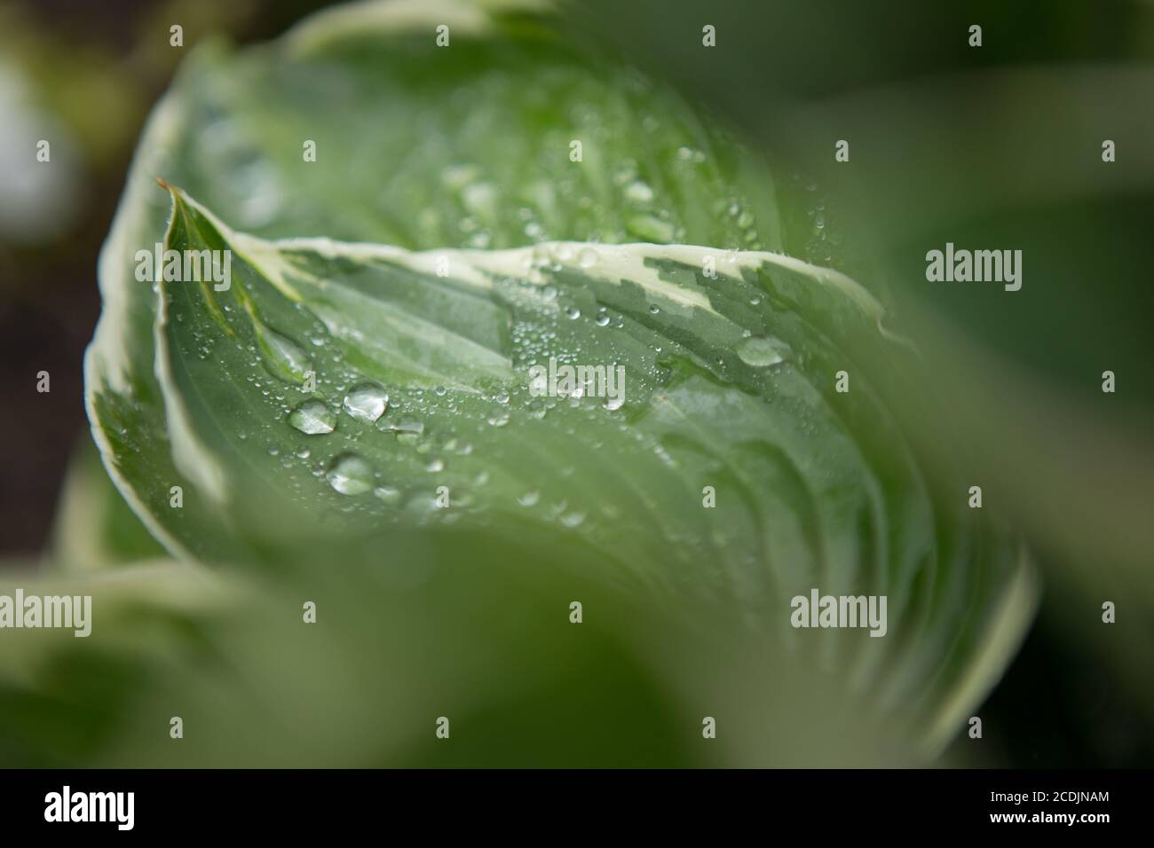 Raindrops on Hosta Leaf Stock Photo