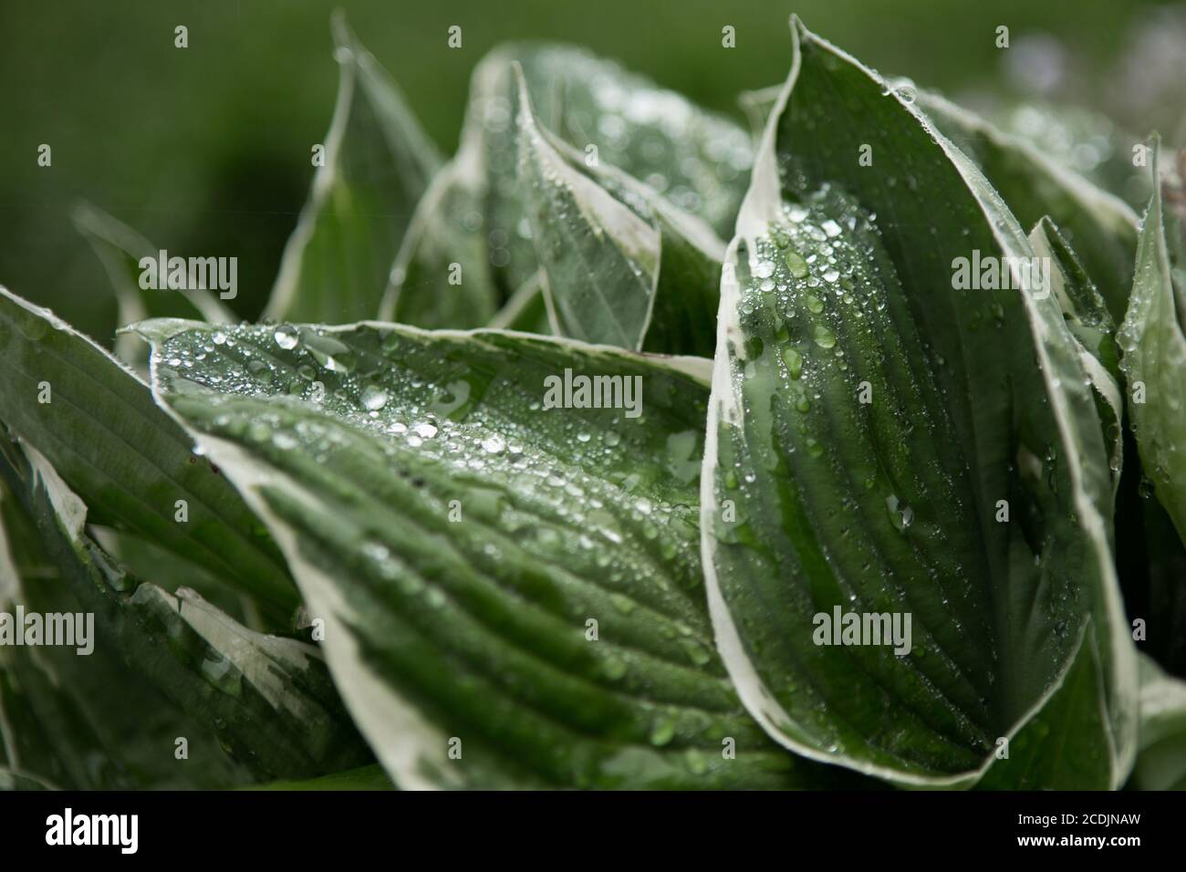 Raindrops on Hosta Leaves Stock Photo