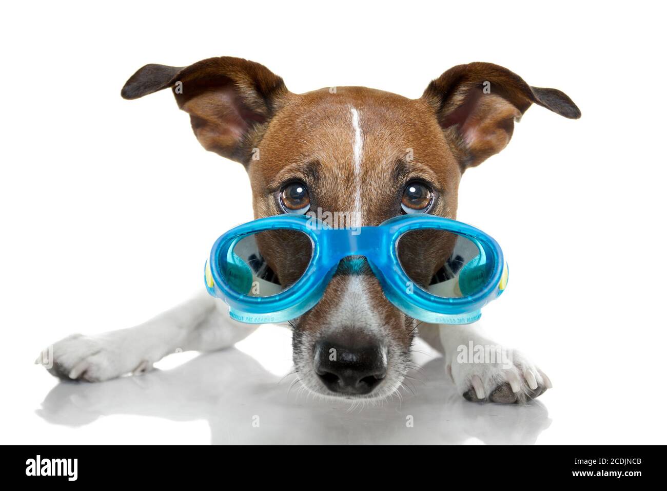 Doggy goggles hires stock photography and images Alamy
