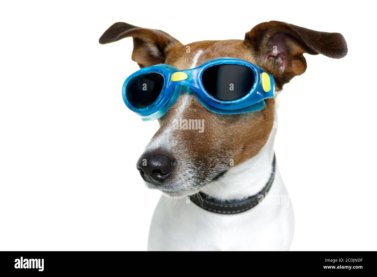 Dog with blue goggles Stock Photo Alamy