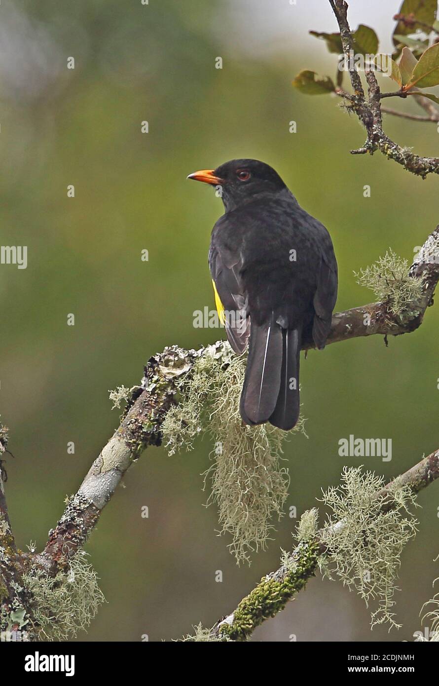Black-and-gold Cotinga (Tijuca atra) adult male perched on branch   Atlantic Rainforest, Brazil    June Stock Photo