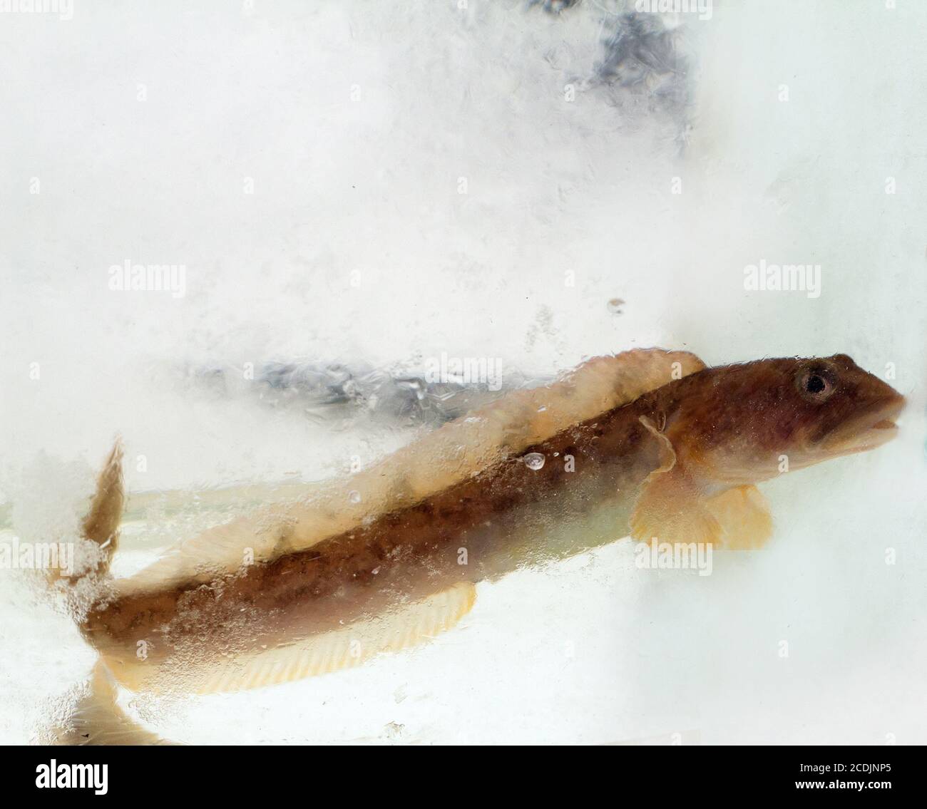 mother-of-eels in the winter under ice (Zoarces viviparus) Stock Photo