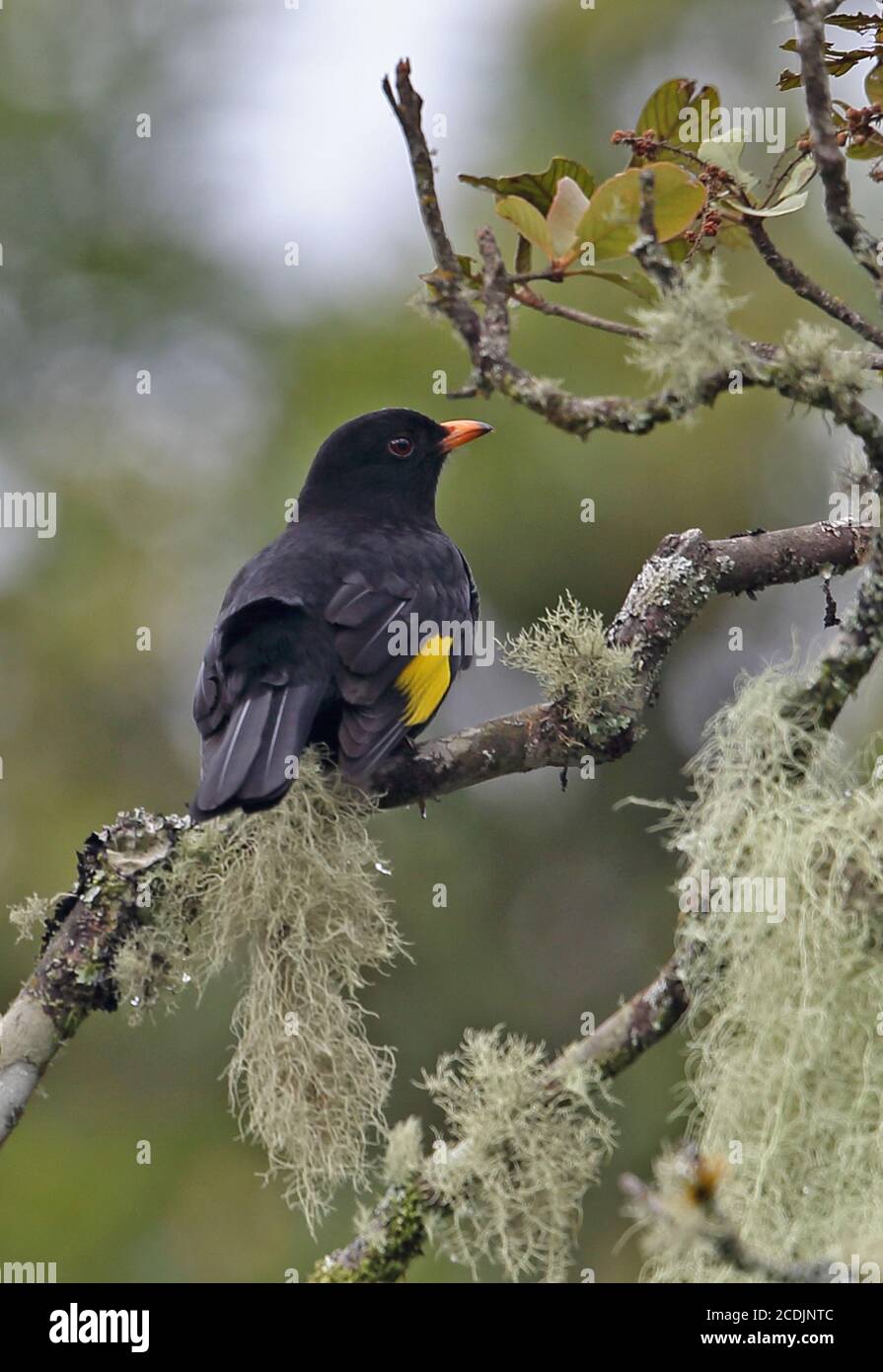 Black-and-gold Cotinga (Tijuca atra) adult male perched on branch   Atlantic Rainforest, Brazil    June Stock Photo