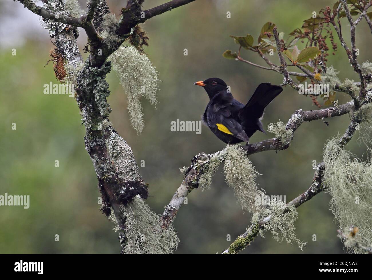 Black-and-gold Cotinga (Tijuca atra) adult male perched on branch with tail cocked   Atlantic Rainforest, Brazil    June Stock Photo