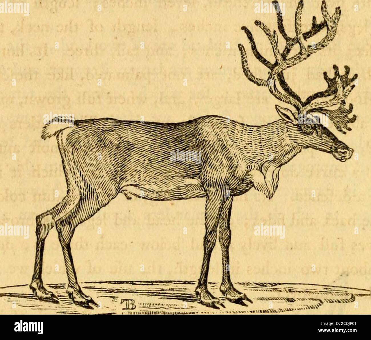 A general history of quadrupeds : the figures engraved on wood . HISTORY OF  QUADRUPEDS, 127. THE REIN-DEER.{Cervus TaranduSy Lin.—Le Reniie^ BufF.)  This extraordinary animal is a native of the icy