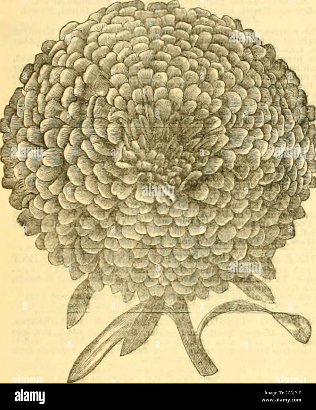 . The Gardeners' chronicle and agricultural gazette . CINERARIA. Is., 2s. 6d.. and 6s.PRIMULA SINENSIS FIMBRIATA RUBRA. 2s. 6d. and 6s.ALBA. 2s. 6rf. and 63.niuxed. Is., 2s. Gci., and 5s. I Sons, Woodlands Nursery, Isleworth, W. Bedding Pla&ts for the Million. JAMES HijLUEK can supply Scarlet and VariepatedGERANIUMS, CALCEOLARIAS. VERBENAS. DAHLIAS,SALVIAS. FUCHSIAS. HELIOTROPES, GAZANIAS. AGERA-TUMS, CUPHEAS. KCENIGIAS, LOBELIAS, Ac. strong plants,eight dozen for 20s., or tour ^ozepfV -- - - Established 1S06. THOMAS HANDASYDE and DAVIDSONexecuting Orders for HERBACEOUS and ALPINE PLANTSof eve Stock Photo